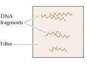 a nitrocellulose filter or nylon membrane by blotting.