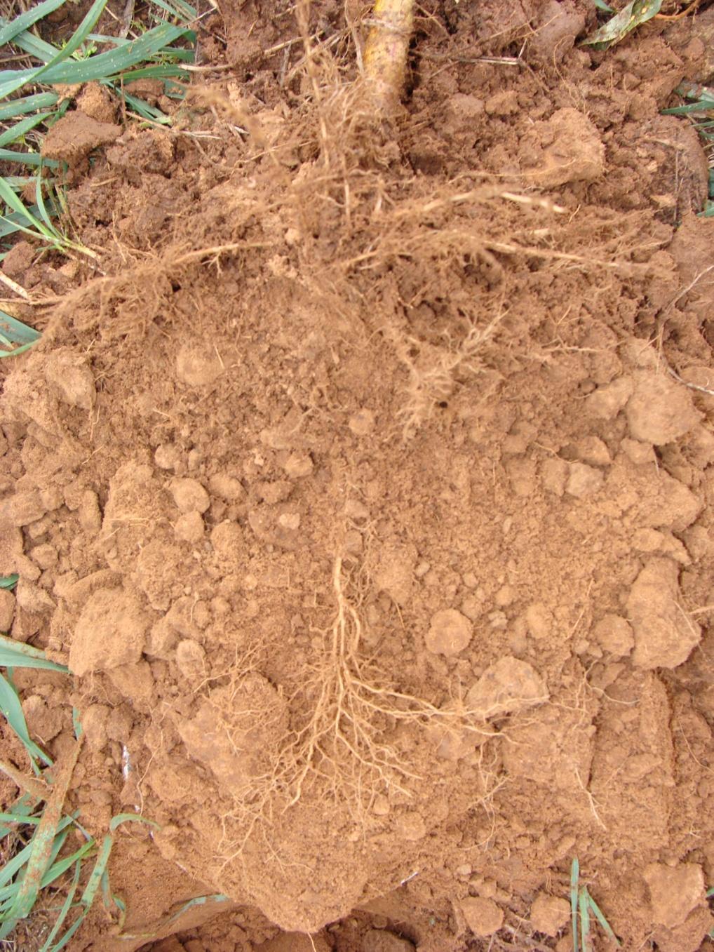 Soil Structure Tap rooted cover crops
