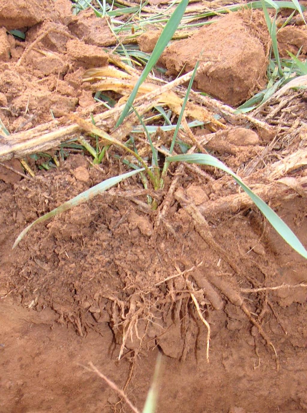 Soil Structure Sorghum Sudan roots in grazed wheat field in Kingfisher
