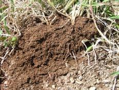 Soil macro-organisms (such as earthworms) and micro-organisms play an important role in improving the soil s physical characteristics by digging tunnels, decomposing or digesting organic matter and