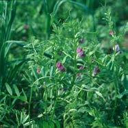 Fall seeded oats Common vetch Cover crops may provide significant benefits in relatively productive soils.