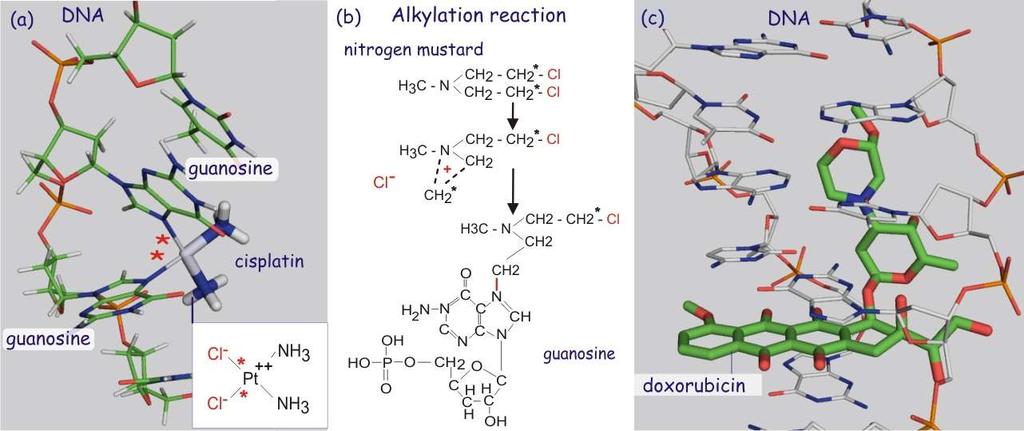 Alkylating Agents http://www.cellbiol.