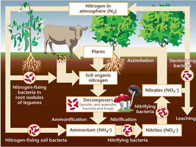 E X T E N S I O N AGRICULTURE Soil Biology UVM Extension Fact Sheet: Champlain Valley Crop, Soil and Pasture Team The Living, Breathing Soil: Farming with Soil Biology by Kristin Williams, Agronomy
