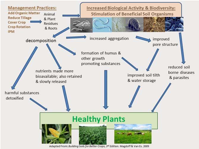 applications, plant rotations and cover crops allows for more diversity in soil biota that feed on the organic matter.