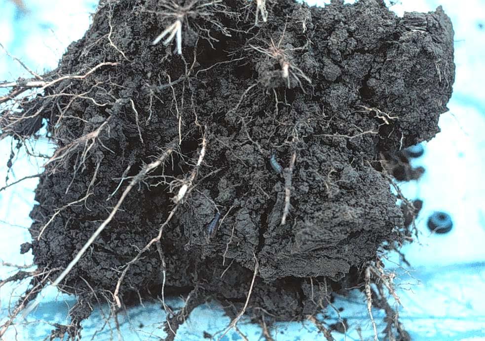 AGGREGATE STABILITY IS A COMMON MEASURE OF SOIL QUALITY INFLUENCED BY Organic matter and