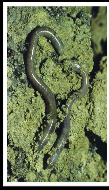 Earthworms Help cycle nutrients and assist in aggregate