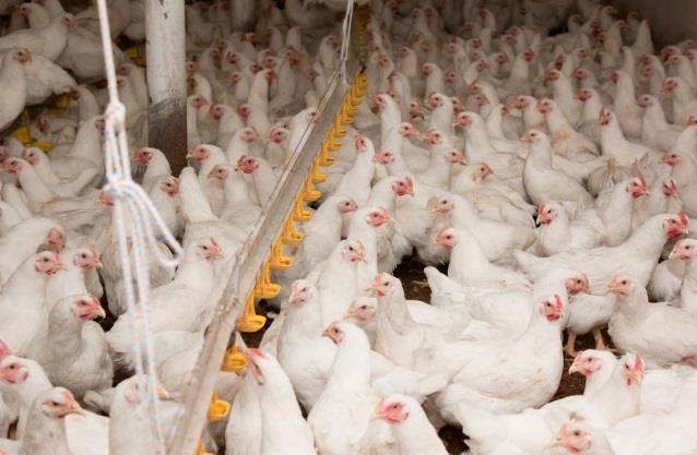 There is growing criticism on the living conditions in livestock farming Standard chicken minimum requirement: 21 broilers per meter square Premium products are stocked at the rate of 13 to 17