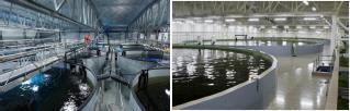 in salmon farming, land based farming and off-shore farming Land-based