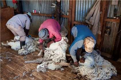 4. Climate Resilient Wool and Mohair Programme (CRWAMP) Objectives: To reduce rural poverty and food insecurity of poor rural dwellers in the mountain areas of Lesotho through increase of incomes of
