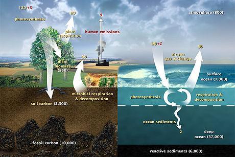 Carbon cycle http://upload.wikimedia.