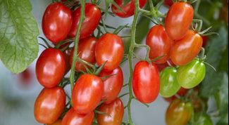 Seedless mainstream pepper, color