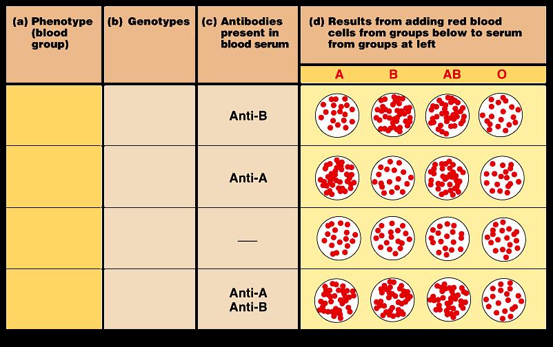Multiple Alleles: Blood Types