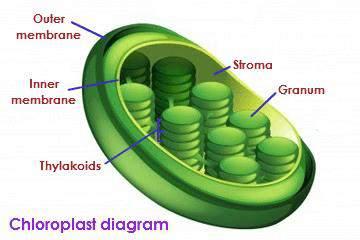 and H 2 0: huge energy capture Chloroplasts in plants Genes that