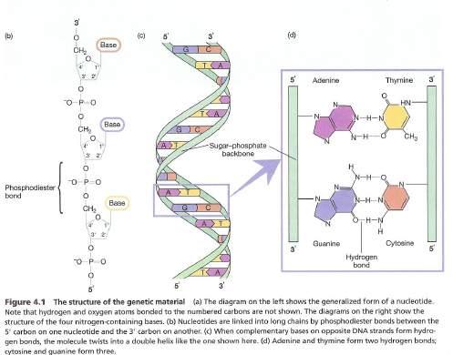 DNA structure: rungs of ladder