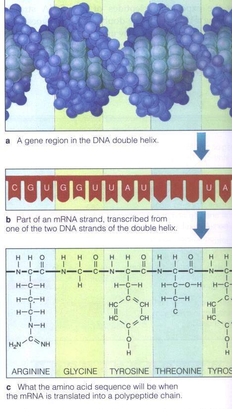 DNA to Protein ALL ORGANISMS (bacteria to humans)