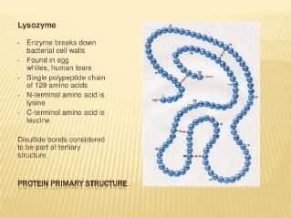 Enzymes: proteins that