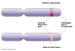 Alleles: Definition Recall modern definition of