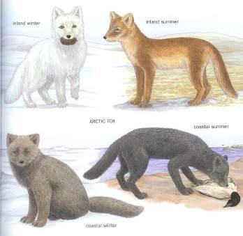 WINTER coat color in Arctic Foxes 1 gene: the coat color gene 2 alleles: B (blue) and W (white) 2