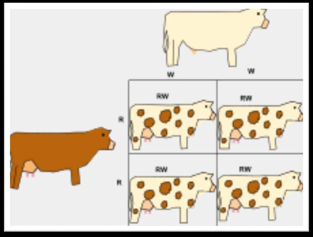 Co-dominance Two or more alleles: each expressed in phenotype Example: white bull (WW) mates