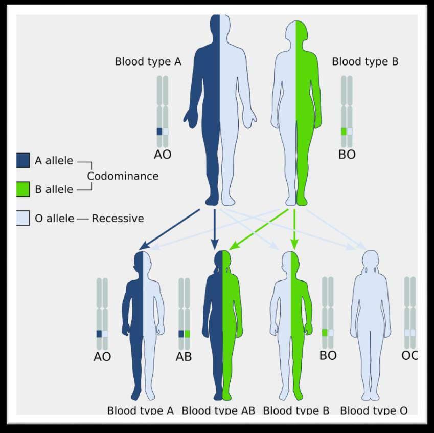 Co-dominance: Human Example Human ABO blood types: 3 alleles (A,B, and O) AA and AO: Type A blood BB and