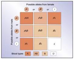 ABO Blood Group types: One Gene One genetic locus, the ABO locus 3 primary alleles: A, B, and O A child receives one of the