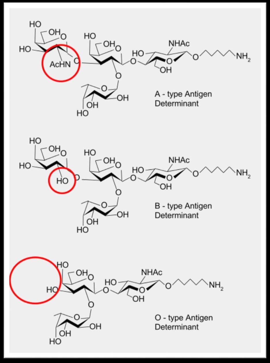 ABO molecules Polysaccarides (complex sugars) O is missing the leftside arm of