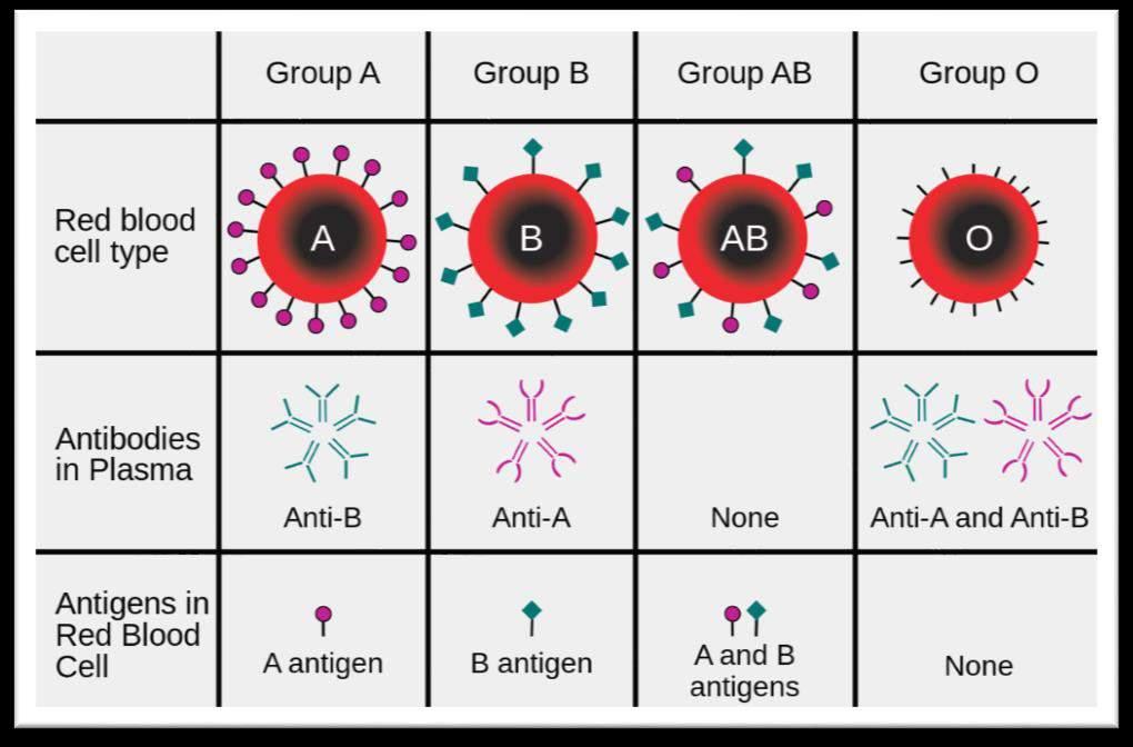 are open to attack by matching antibodies) Body does