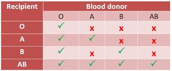 Blood Transfusions Only safe if donor blood cells A. Have same antigens as recipient s or B.