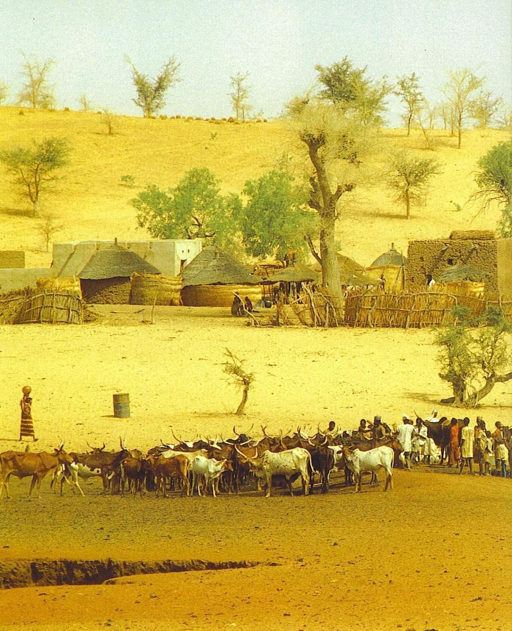 The First Agricultural Revolution-Animal Animals such as goats, pigs and sheep were domesticated about 8,000 yrs. ago.