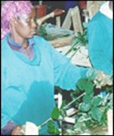 Globalization of the Cut-Flower Industry Kenya has become the European Union's biggest source of flower imports and overtaken Israel as market leader.