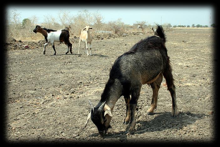 Pastoral Nomadism - Animals Camels +s Can go w/o