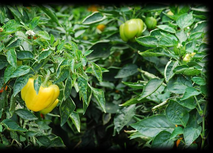around the globe = Produce foods in distinctive ways diverse vegetation,