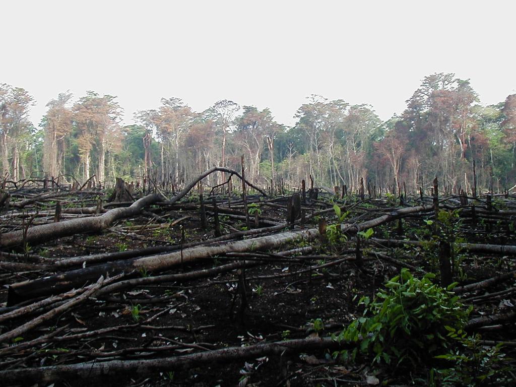 Deforestation Eliminate
