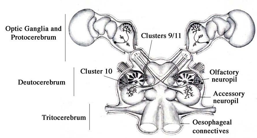 Lab 1 Microdissection 4 Figure 1 Drawing of the crayfish brain showing the three main divisions and the areas of life-long neurogenesis.