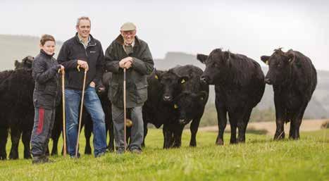 Case study 4 Reducing the need for assisted calvings Douglas Stewart, The Fans, Earlston Douglas and his father Graham have a herd of 400 commercially run pure Angus cows and heifers.