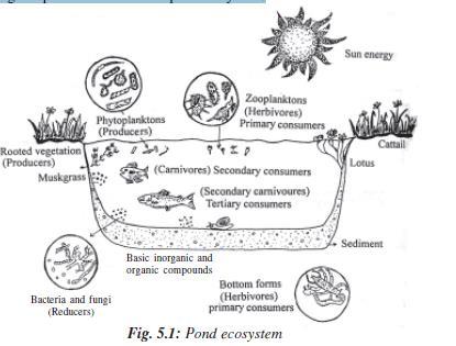 (a) Abiotic components (i) Light: Solar radiation provides energy that controls the entire system.
