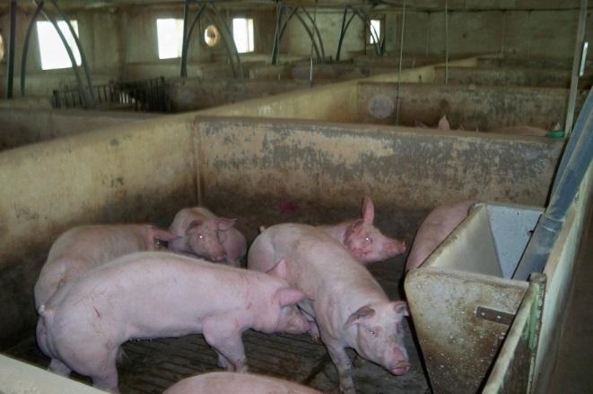 Design Parameter: Effect of waste strength Swine manure