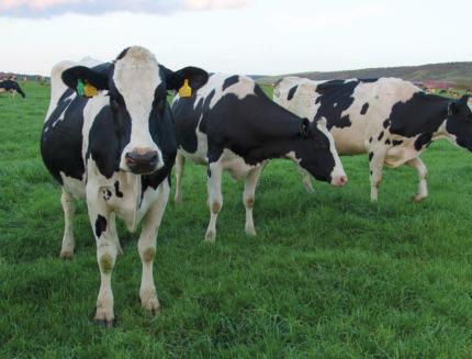 SECURING FRESH MILK SUPPLIES P21 The National Dairy Council (NDC) guarantee campaign has shown that the concept of locally produced and processed milk resonates with Irish consumers, and most of the
