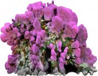 Reef Fish Coral Invasive Algae ( Gorilla Ogo ) Sea Urchins