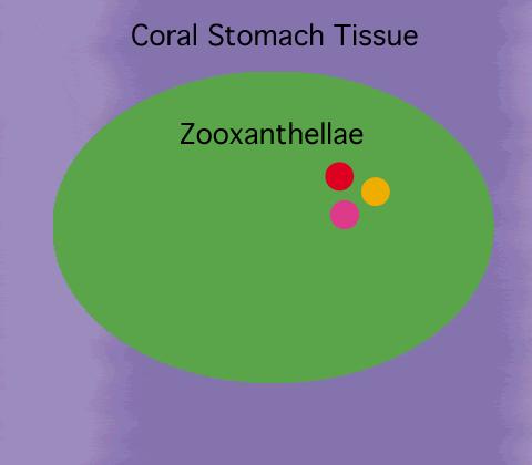 Coral polyps, which are animals, and zooxanthellae, the plant cells that live within them, have a mutualistic relationship.