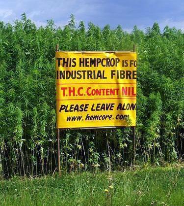 First things first... hemp is NOT marijuana Although both are varieties of cannibis sativa.
