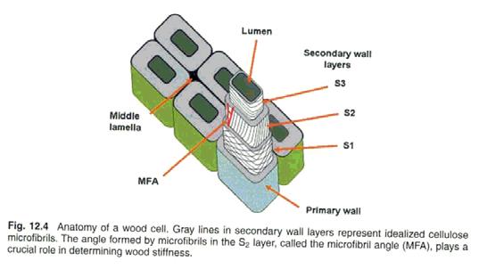 Introduction Cellulose microfibril in the cell wall is the basic structural unit generated during plant photosynthesis.