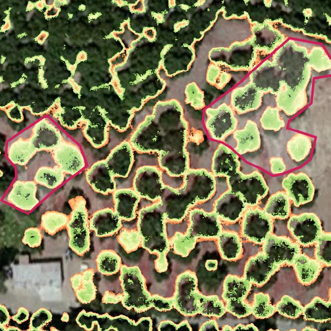 Using this imagery growers can identify areas requiring action and