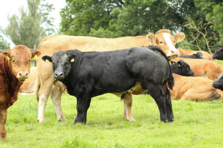 Herd Profile / Calf Births AIDAN COTTER