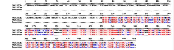 Finding regulatory motifs Identifying binding sites Comparative genomic approach Look for conserved sequences in regions upstream from genes that are co-regulated Look for conserved sequences in
