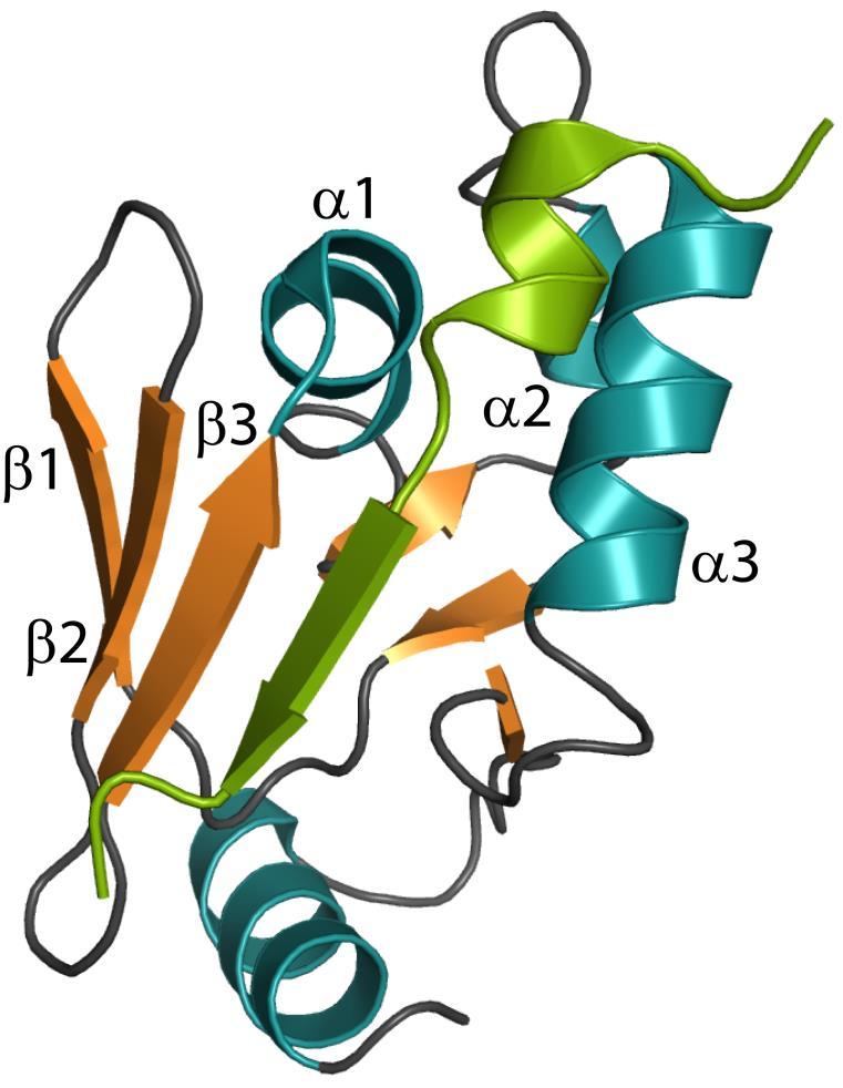 Supplemental Figure S7. Structure of a representative RRE with its leader peptide bound (PDB code 4V1T) 1. The RRE belongs to LynD, a cyanobactin cyclodehydratase.