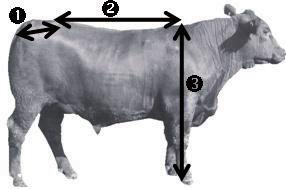 Hindquarter development; Loin development; Width at withers; Width behind withers Figure 2.