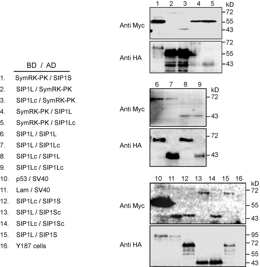 Supplementary Fig. 2 Western blot analysis of protein expression in yeast cells.