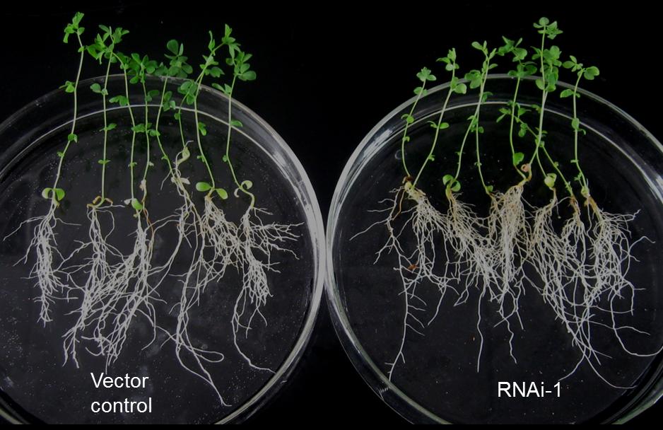 A B Supplementary Fig. 6 Transgenic hairy roots of L. japonicus expressing SIP1-RNAi-1 in the presence of arbuscular mycorrhizal fungi.