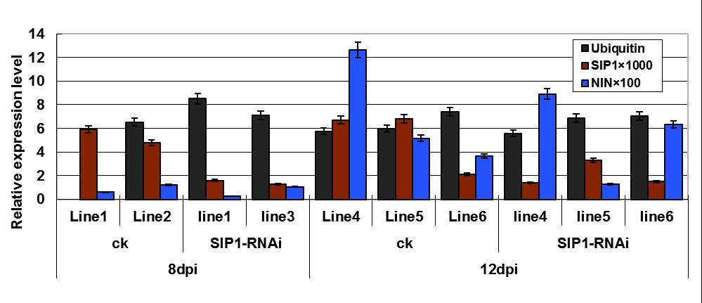 A B Supplementary Fig. 8 Analysis of the transcript levels of the SIP1 and NIN genes in SIP1-RNAi and SIPL/S over-expression transgenic hairy roots.